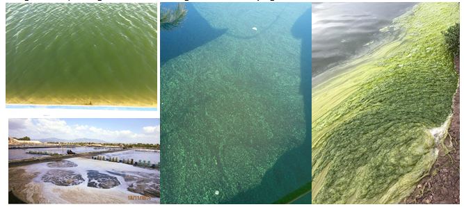 Kiểm soát hà lượng photpho và động lực học của tảo