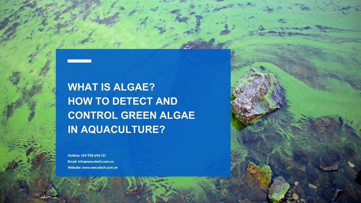 What is algae? How to detect and control green algae in aquaculture?