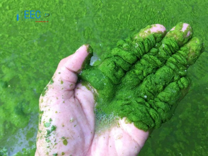 Nguyên nhân xuất hiện tảo lam trong nuôi trồng thủy sản
