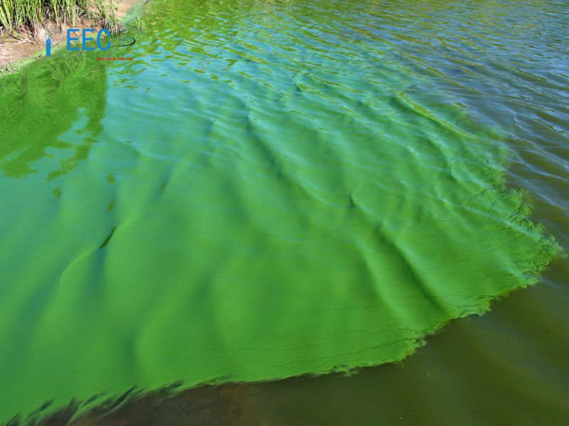 Tìm hiểu về tảo lam trong nuôi trồng thủy sản