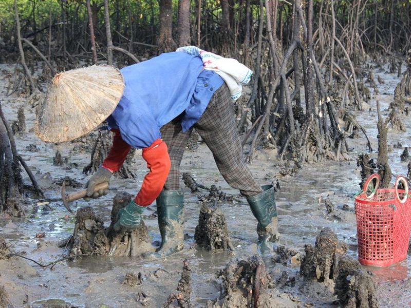 Bảo vệ hệ sinh thái rừng ngập mặn