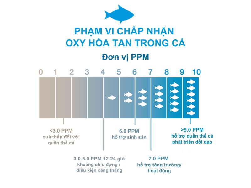 Phạm vi chấp nhận oxy hòa tan trong cá