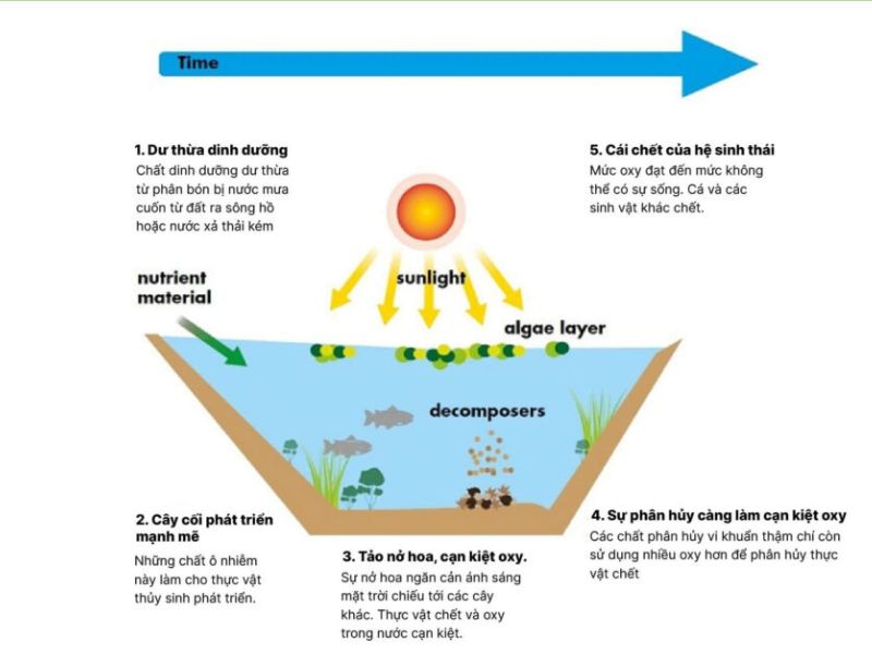 giám sát tảo chlorophyll a